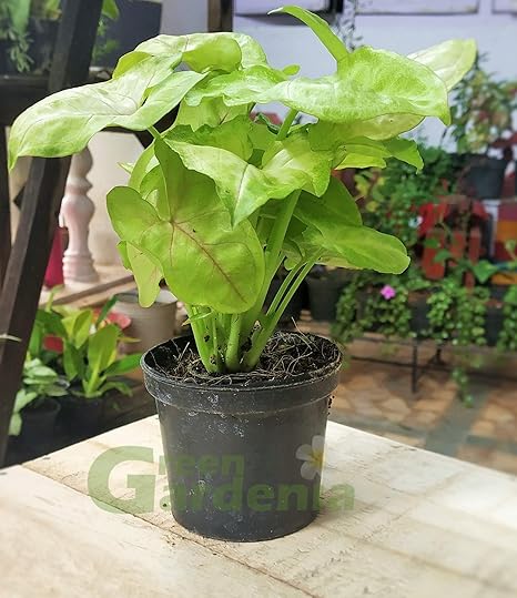 Green Gardenia Golden Syngonium Plant/Indoor Plant/Outdoor Plant (Gold)