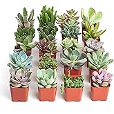 Shop Succulents Unique Succulent Plant Pack Collection - Live Mini Succulent Plants, Low Maintenance, Exceptional Colors & Textures - Wedding and Party Favors, Gift & Garden, Pack of 20