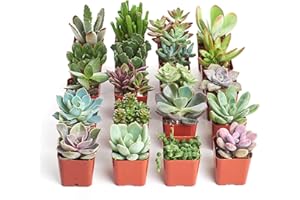 Shop Succulents Unique Succulent Plant Pack Collection - Live Mini Succulent Plants, Low Maintenance, Exceptional Colors & Textures - Wedding and Party Favors, Gift & Garden, Pack of 20