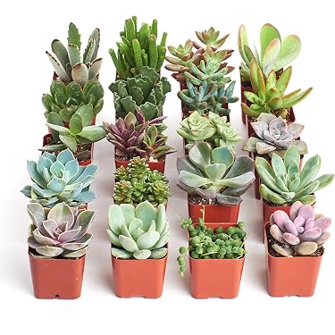 Amazon Best Sellers: Best Cacti & Succulent Plants