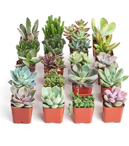 多肉植物全書 All about SUCCULENTS 多肉植物全書 All about SUCCULENTS | パワポン・スパナンタナー