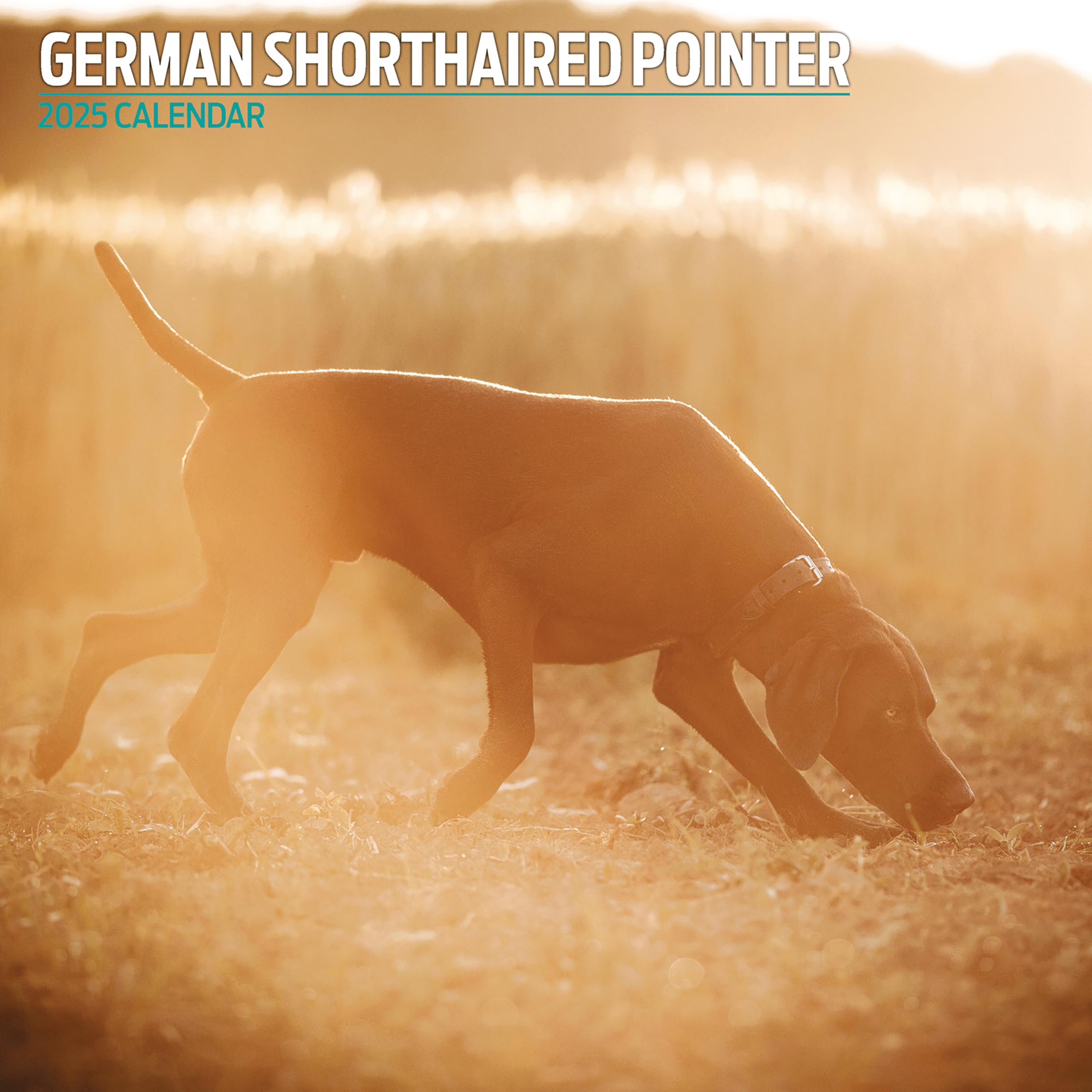 German Shorthair Pointer 2025 Traditional Calendar