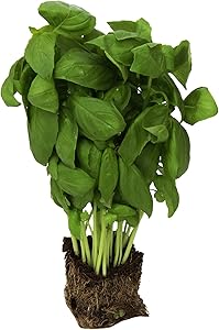 PRODUCE Living Basil, 1 EA