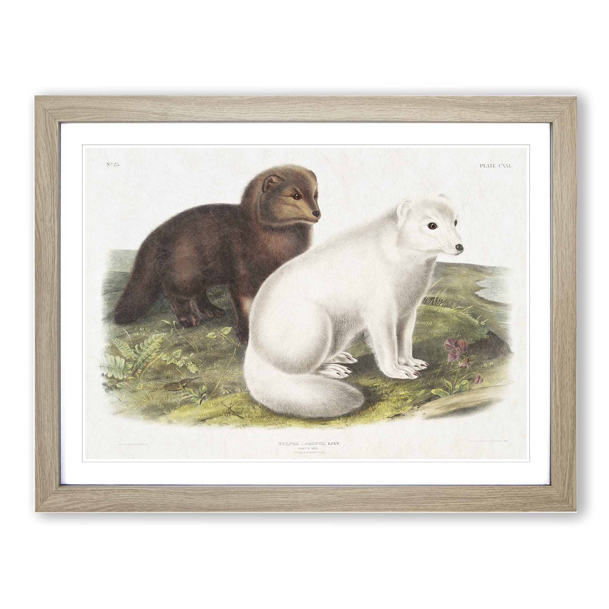 Arctic Fox By John Woodhouse Audubon Vintage Framed Print | A4 Oak Framed Wall Art | Ready to Hang | Classic Animal Picture | Living Room Bedroom Lounge Office
