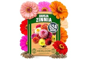 HOME GROWN Zinnia Dahlia Seeds Pack for 2026 – 524 Non GMO Flower Seeds | Vibrant Zinnia Elegans for Pollinator Gardens, Borders & Containers | Easy-to-Grow Outdoor Blooms