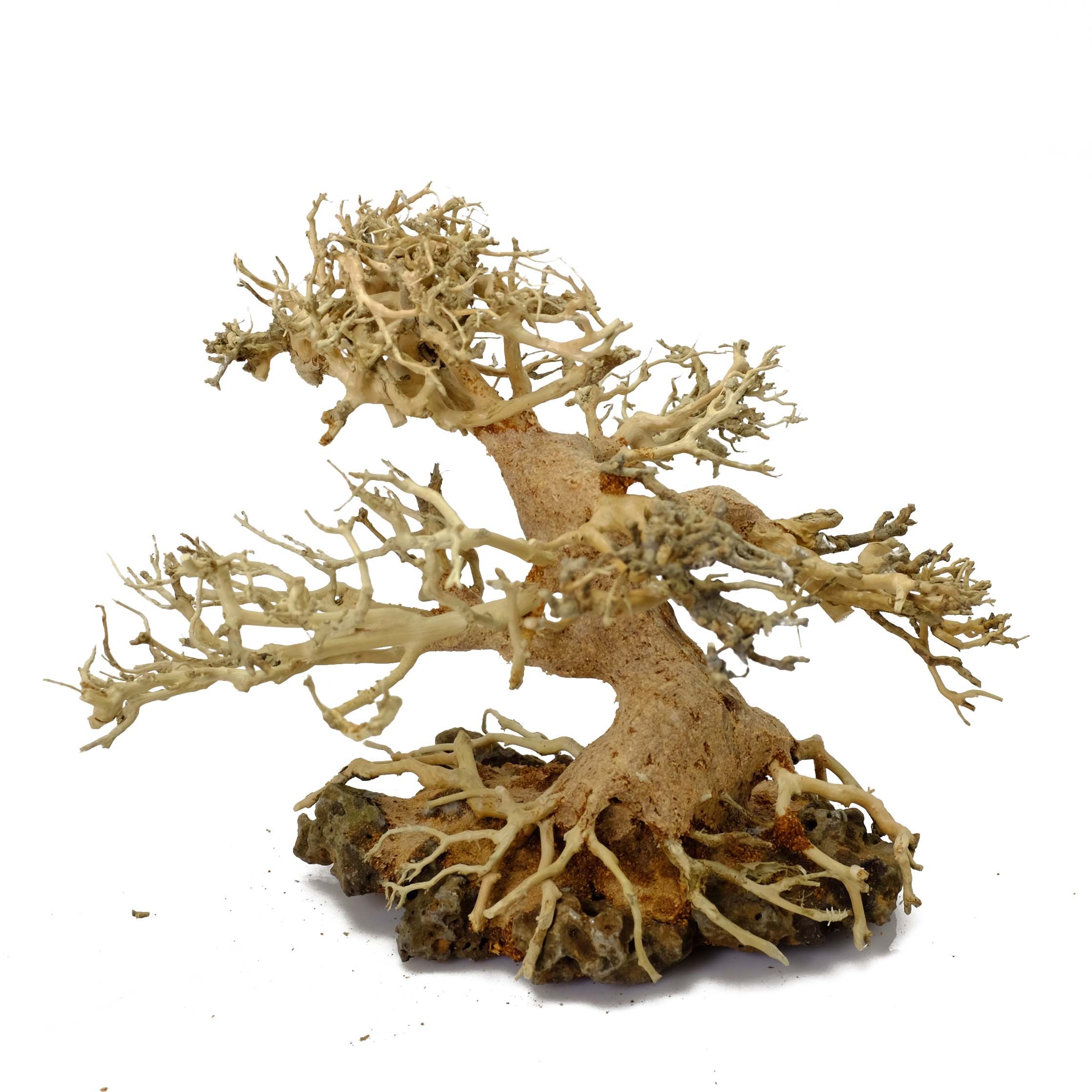Bonsai Driftwood Aquarium Tree ALS On Rock (6 Inch Height Right Side