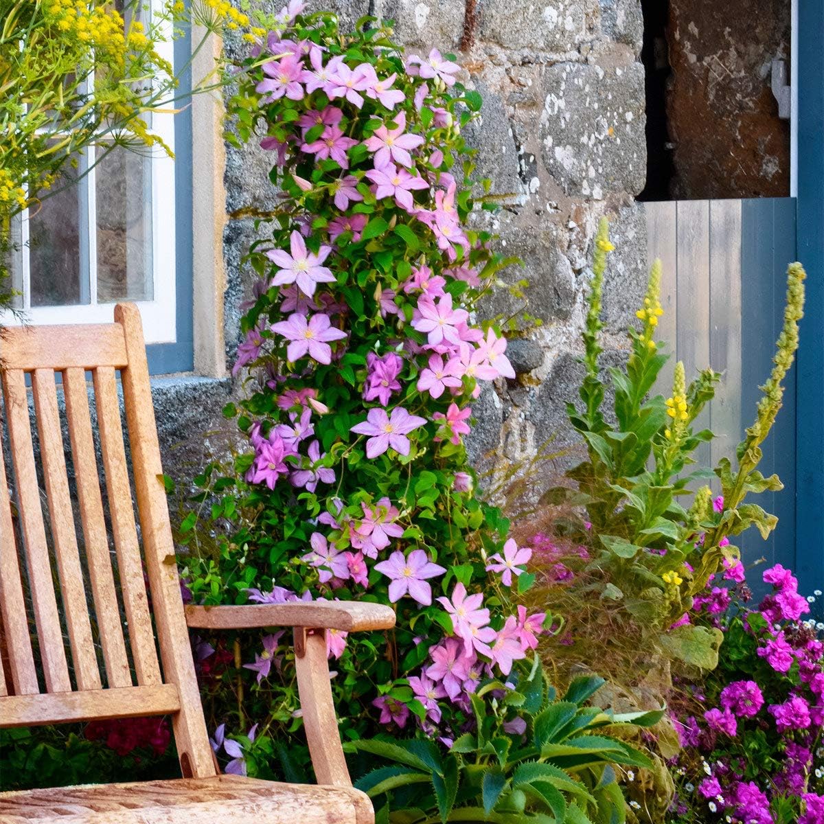 Soteer Seed House - 50 pcs Jardín Clematis Semillas de plantas