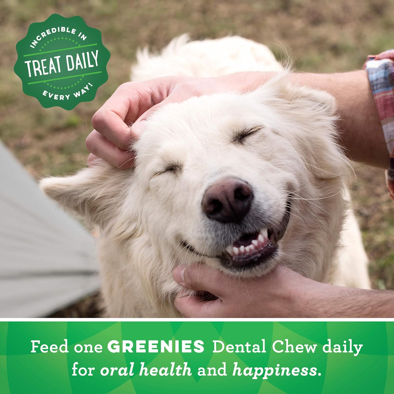 GREENIES Original Regular Natural Dog Dental Care Chews Oral Health Dog Treats, 36 oz. Pack (36 Treats) : Pet Snack Treats : Pet Supplies