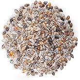 500pcs Natural Tiny Small Seashells with Tail-Hole, Beads for DIY Jewelry Making,Bracelets Making,Hair Beads