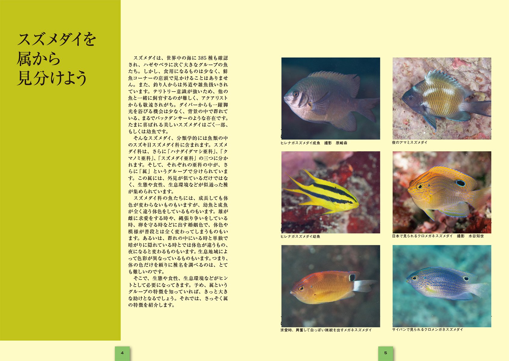 スズメダイ ネイチャーウォッチングガイドブック 昌一 加藤 本 通販 Amazon