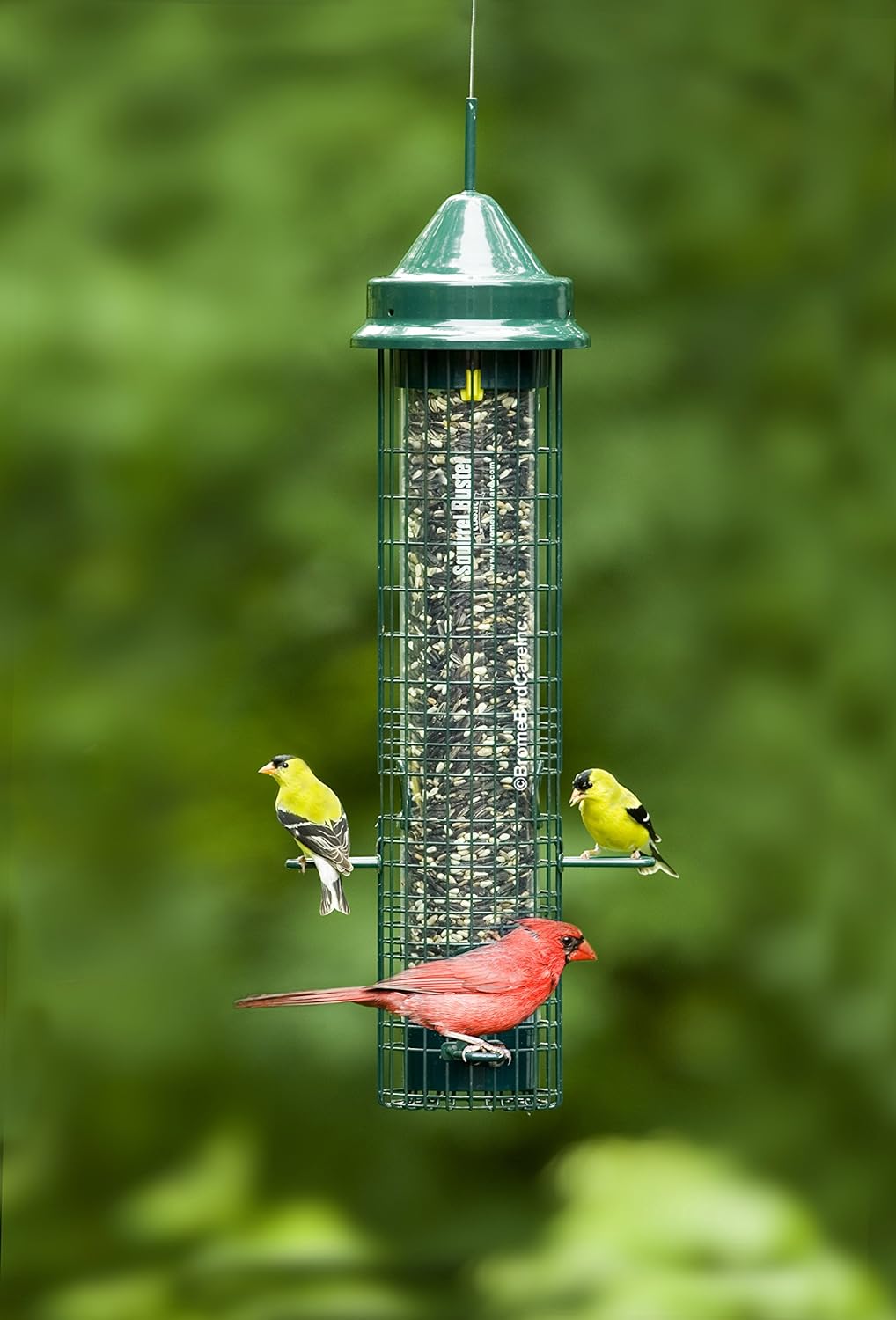 Squirrel Buster Classic Squirrel-proof Bird Feeder w/4 Feeding Ports, 2.4-pound Seed Capacity : Wild Bird Feeders : Garden & Outdoor