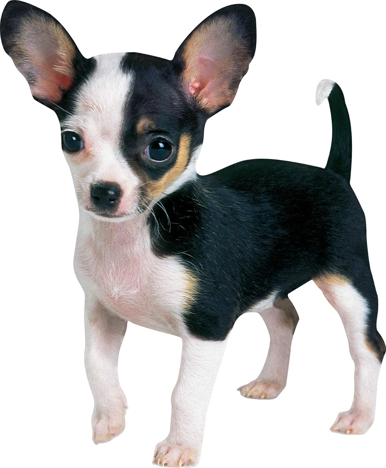 Which Is The Best Chihuahua Refrigerator Magnets