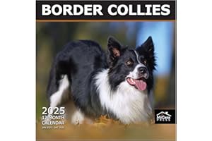 MICASA PRESS MICASA Border Collies 2025 Wall Calendar 12 Month | 12" x 24" Open | Thick & Sturdy Paper | Giftable | Calendar 2025