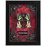 Real Butterfly Framed Butterfly Taxidermy