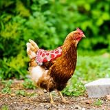 lasuroa 3pcs Chicken Saddle Waterproof Hen Apron Poultry Feather Protector Vest view 4