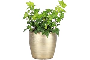 Thorsen's Greenhouse Live Green English Ivy Plant, Hedera Helix, Natural Air Purifier, Easy to Grow, Live Indoor Houseplant, 4" Diameter Pot (Gold)