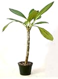 9GreenBox - Dwarf Singapore Pink Plumeria - 5'' Pot