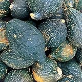 Burpee True Hubbard Winter Squash Seeds 15 seeds