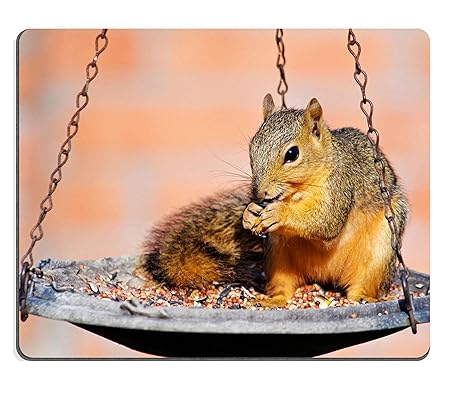 Mousepads Young Fox Squirrel Sciurus Niger Sitting On Bird Feeder