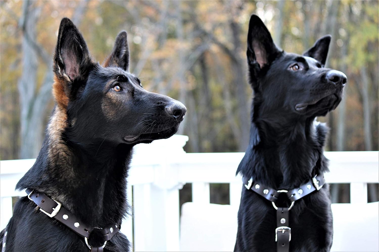 double ring dog harness