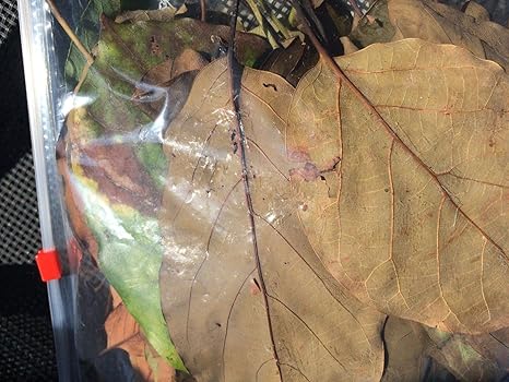 Amazon 種子 10オズドライ葉乾燥葉 アボカドの葉10オズ地上の葉または乾燥葉または乾燥したアボカド10 Molidas アートフレーム ポスター オンライン通販