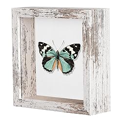 Califortree 5x5 Small Shadow Box Picture Frame with