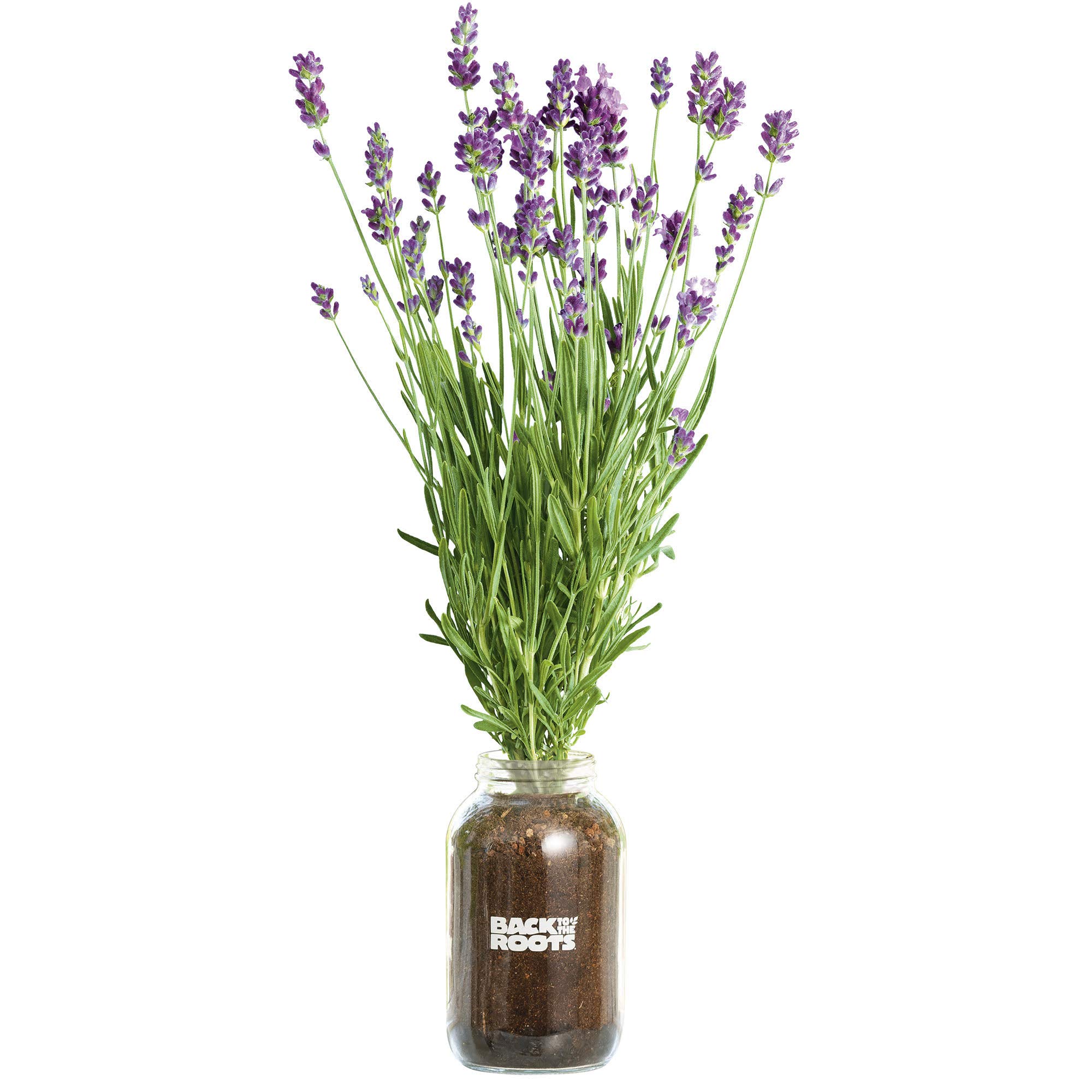 Back to the Roots Organic Lavender Year Round, Windowsill Indoor Garden Kit