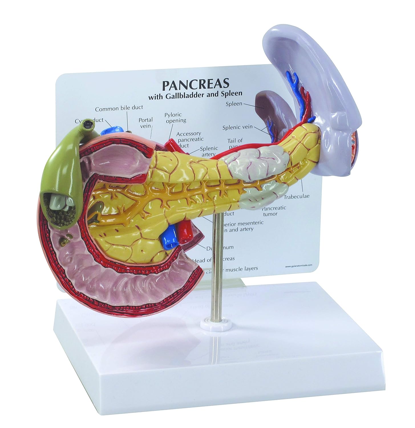 Pancreas Spleen and Gallbladder Normal Classroom Anatomical Model