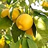 Citrus Lemon Tree 1.2M tall
