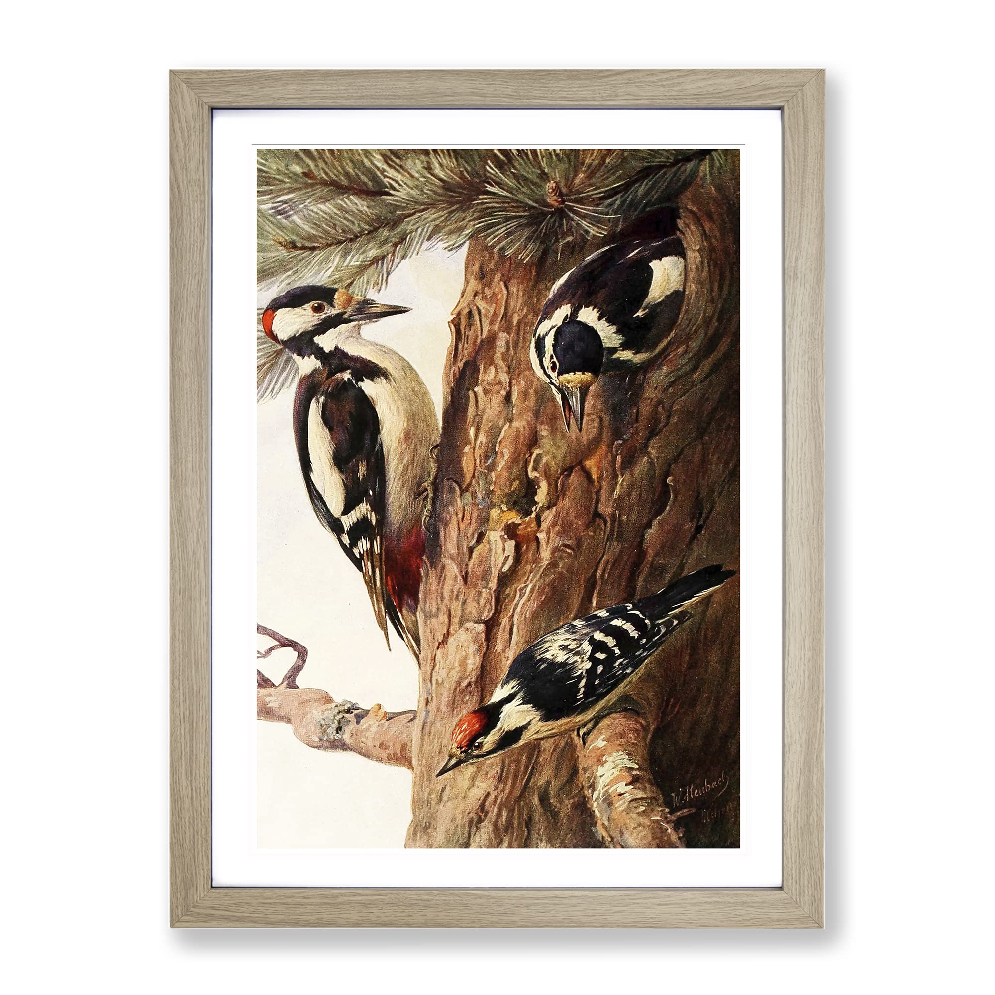Vintage W Kuhnert Woodpeckers Vintage Framed Wall Art Print, Ready to Hang Picture for Living Room Bedroom Home Office Décor, Oak A4 (34 x 25 cm)