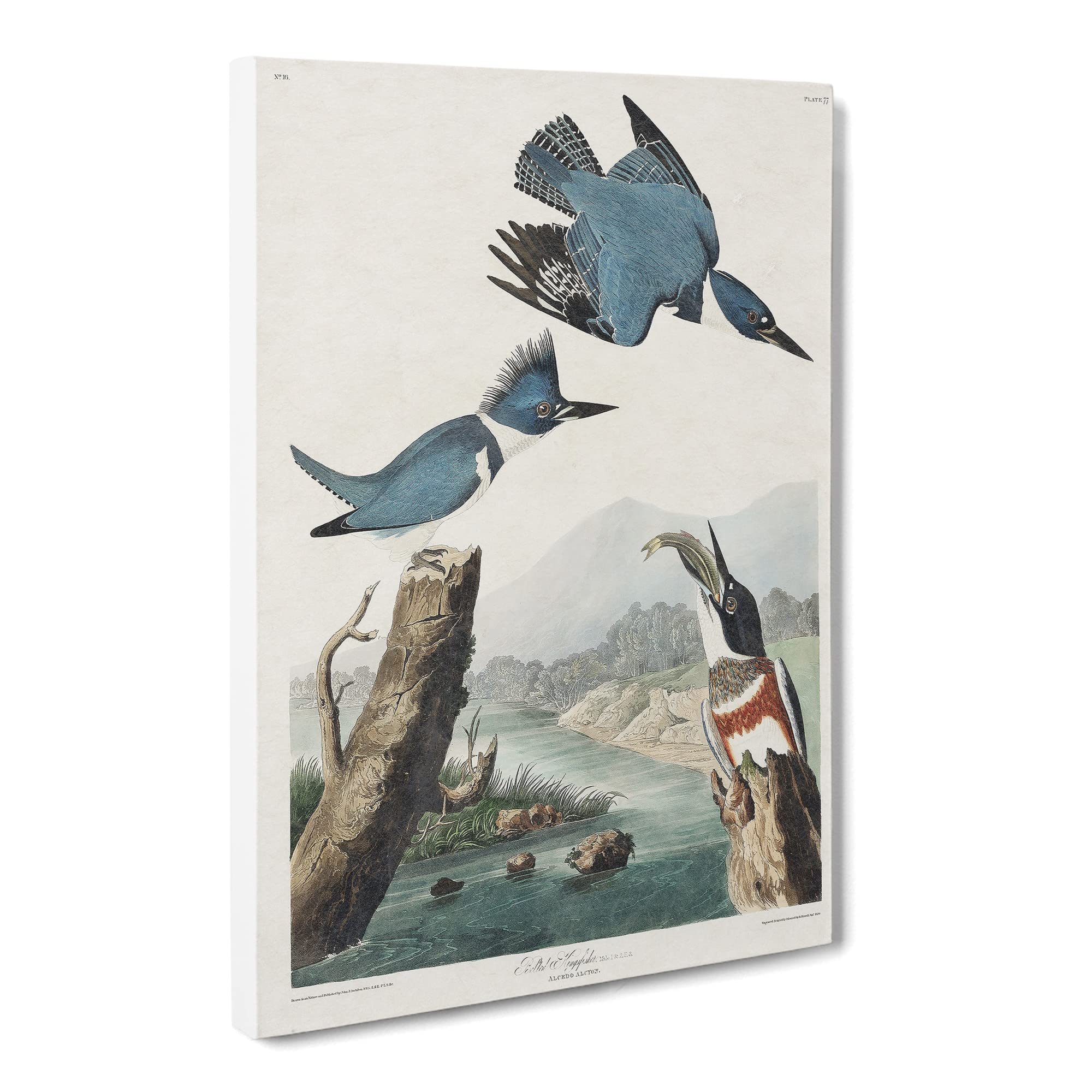 Belted Kingfishers By John James Audubon Canvas Print | Gallery Wrapped 30mm Frame Wall Art | 20x14 inches | Ready to Hang | Retro Animal Picture | Living Room Bedroom Lounge Office