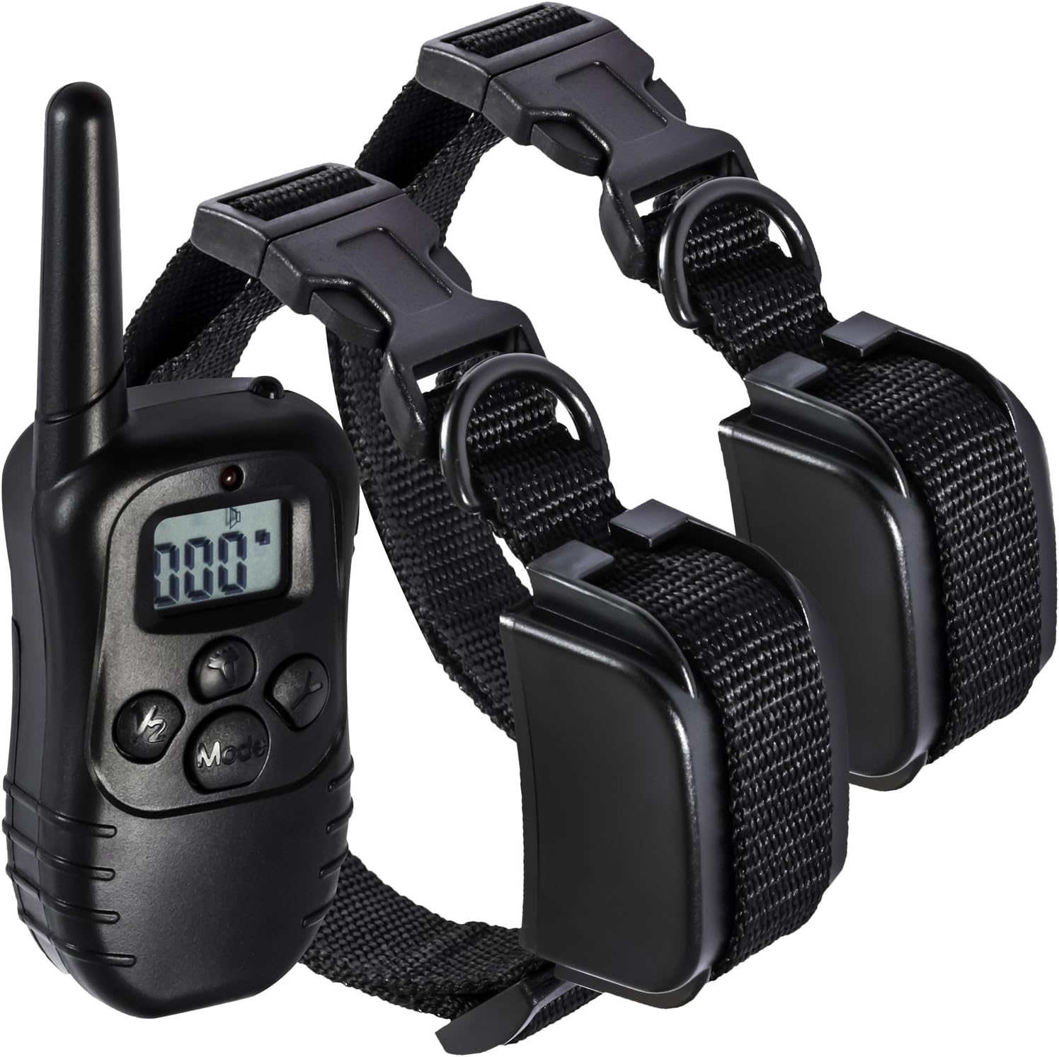 saltwater fish near me