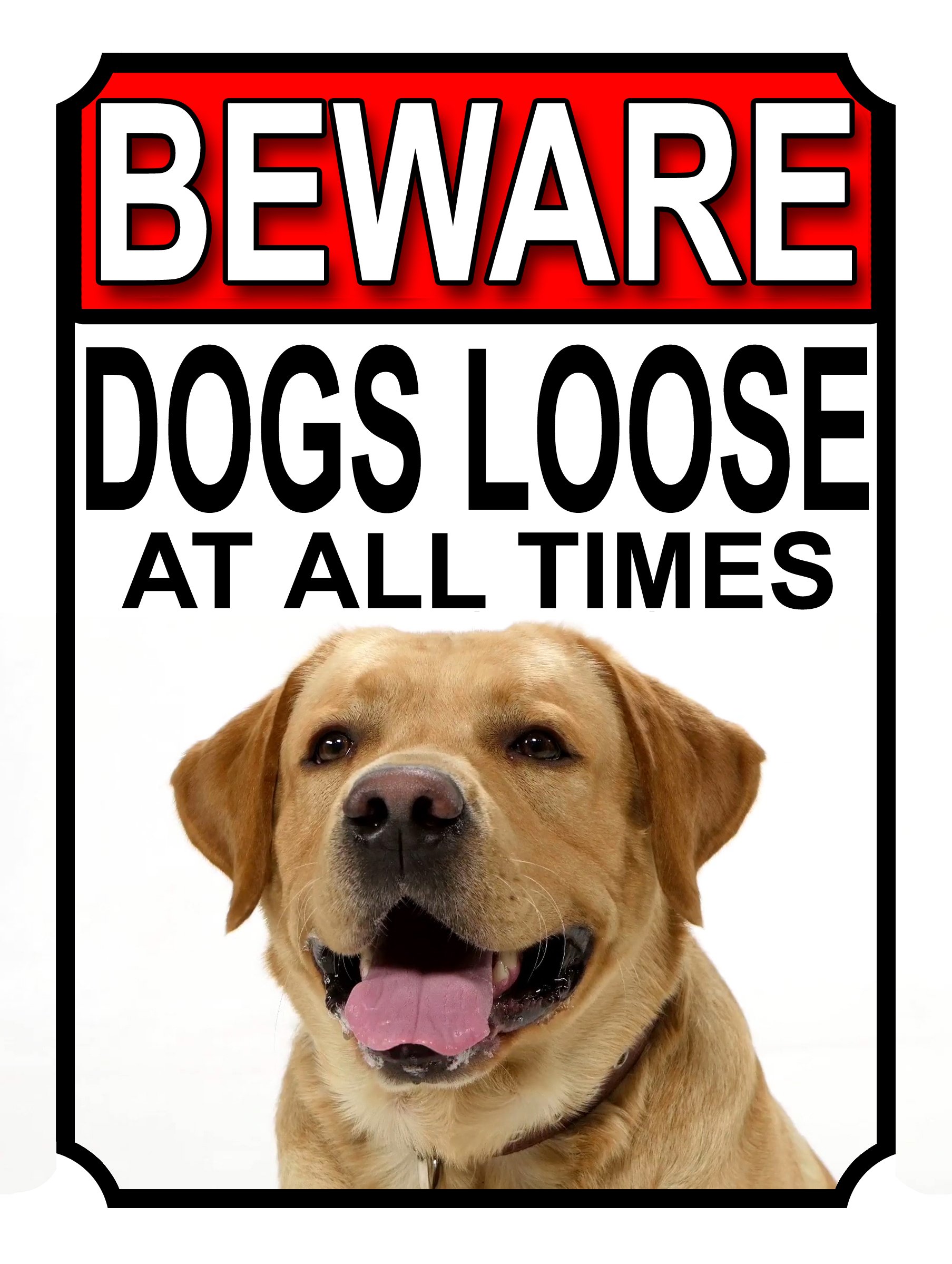 SHAWPRINT BEWARE DOGS LOOSE AT ALL TIMES METAL SIGN YELLOW LABRADOR 200MM X 150MM (1029H1)