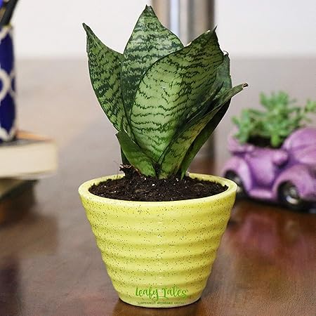 Leafy Tales Sansevieria Green Air Purifier Live Plant in Yellow Conical Ceramic Pot (Snake Plant) | NASA Indoor Plant