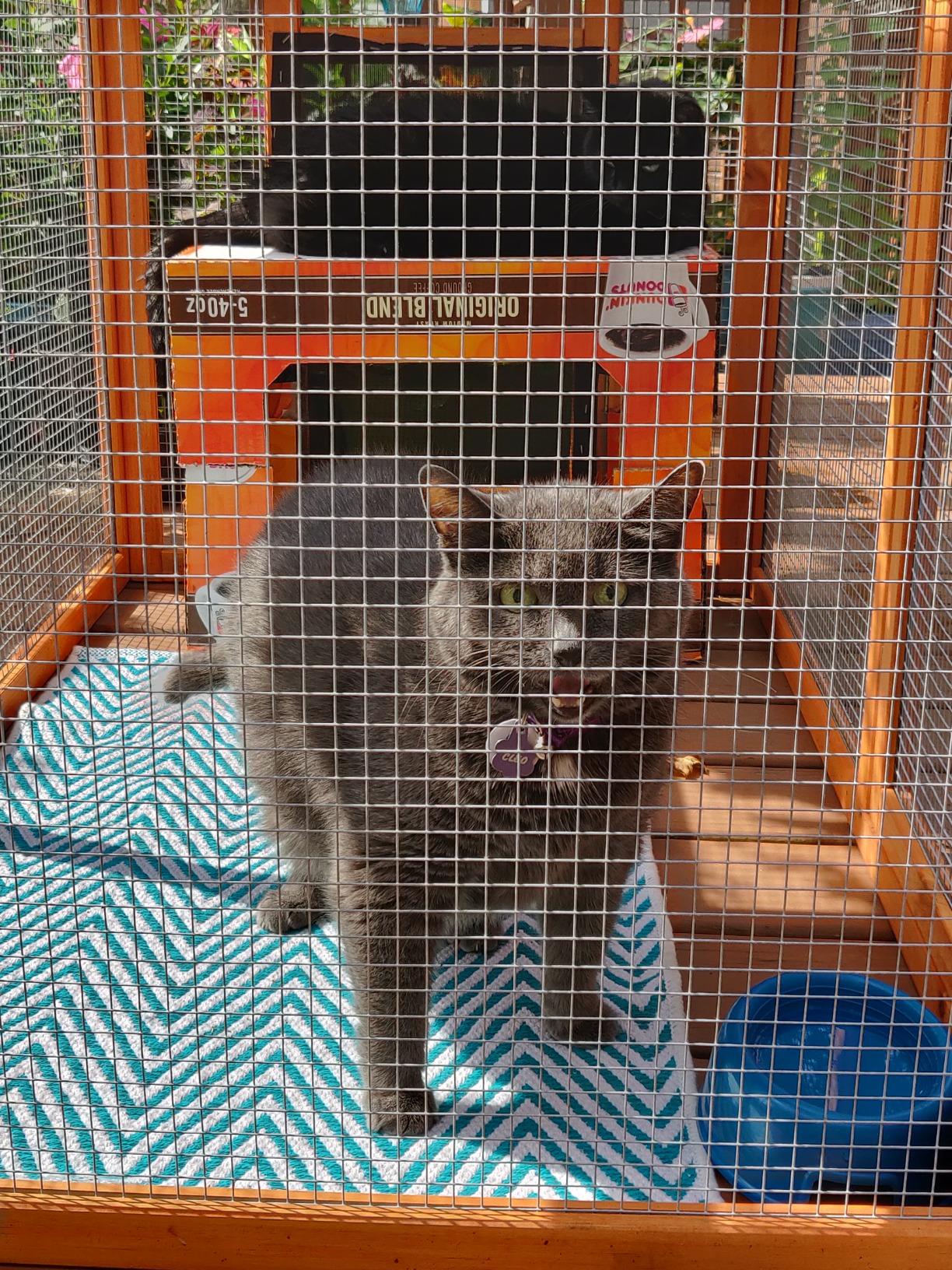 17/mo Finance TRIXIE Natura Outdoor Run for Chicken Coops Buy Now