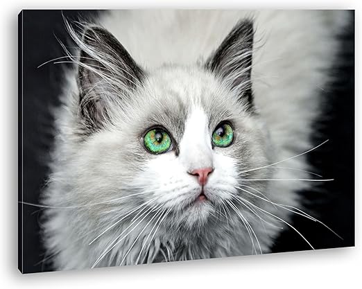 deyoli Wei&szlig;e Katze mit gr&uuml;nen Augen Format: 60x40 als Leinwand, Motiv  fertig gerahmt auf Echtholzrahmen, Hochwertiger Digitaldruck mit Rahmen,  Kein Poster oder Plakat: Amazon.de: K&uuml;che & Haushalt