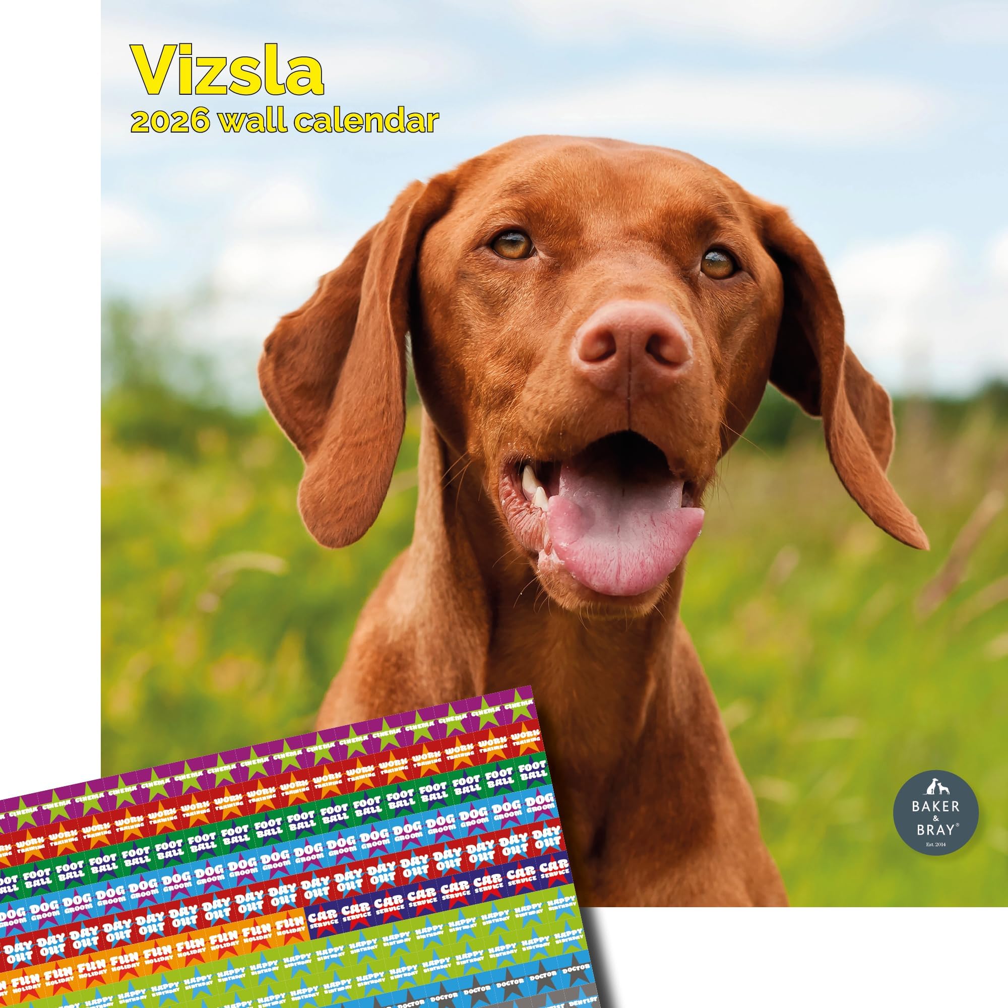 Baker and Bray Vizsla Calendar 2026, Large Square Wall Calendar With Organisational Stickers, 16 Month, Vizsla Gift Dog Calendar.