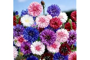 1000 Mixed Color Cornflower Seeds Heirloom Non-GMO, High Germination Easy Grow for Home Garden & Cut Flowers