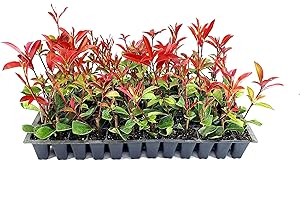 FLORIDA FOLIAGE Photinia Red Tip - 3 Live Plants - Photinia x Fraseri - Evergreen Landscape Shrub