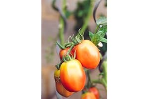 Hundredfold Amish Paste Tomato 30 Vegetable Seeds - USA Heirloom Plum Tomato for Paste, Sauce, Canning & Salad