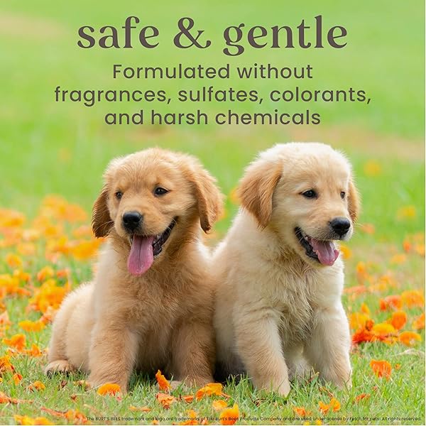 BURT’S BEES FOR PETS TEAR FREE PUPPY SHAMPOO & CONDITIONER WITH BUTTERMILK, 2 IN 1 GENTLE DOG SHAMPOO FOR PUPPIES, CLEANS AND CONDITIONS SENSITIVE SKIN, 16 FL OZ