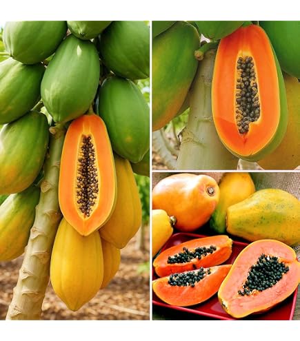 Amazon.com : 5Pcs Dwarf Papaya Seeds for Planting-Non-GMO Heirloom Plant  Seeds Garden Outdoor : Patio, Lawn & Garden