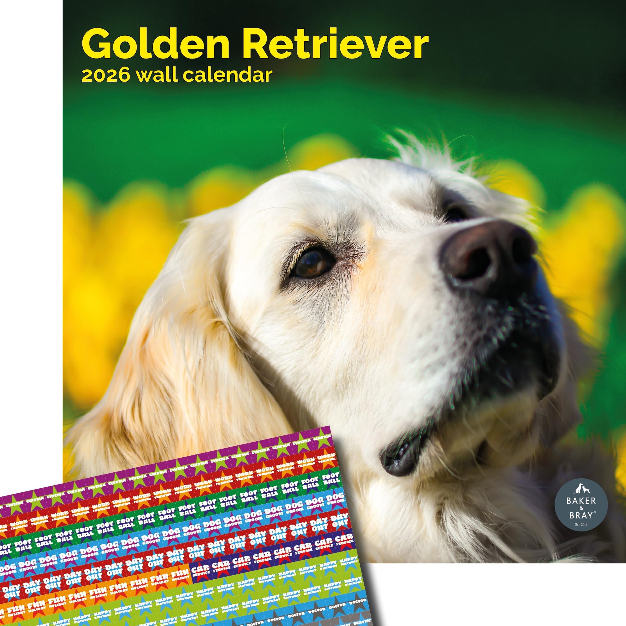 Baker and Bray Golden Retriever Calendar 2026, Large Square Wall Calendar With Organisational Stickers, 16 Month, Golden Retriever Gift Dog Calendar