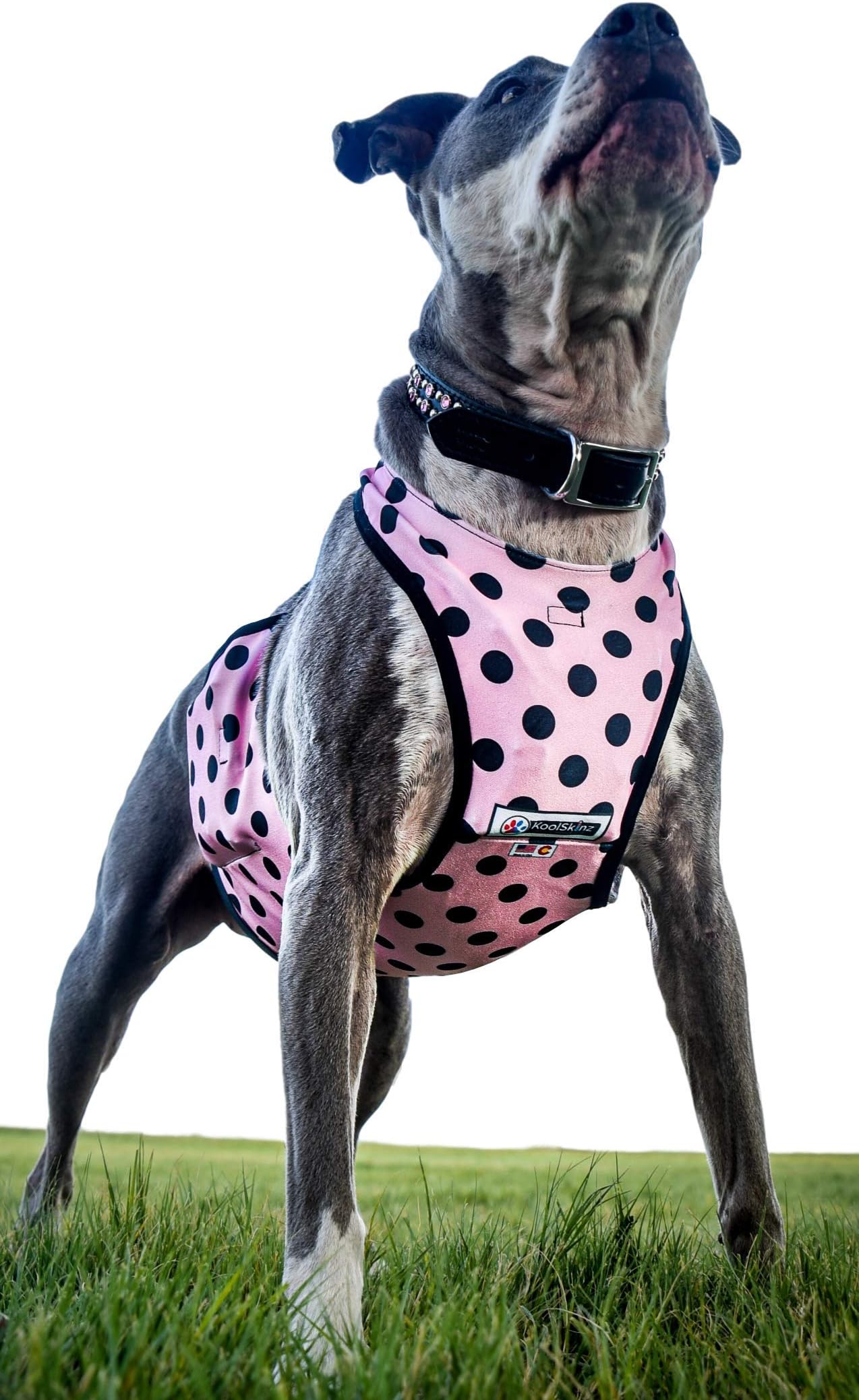 KoolSkinz Pet Lightweight, Adjustable Cooling and Heating Vest for Dogs