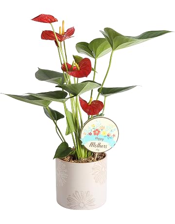 Flower Plants Seeds Amazon Com !   - costa farms blooming anthurium live indoor plant