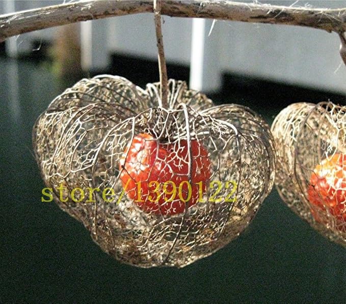Amazon.com : 120 pcs Ground cherry lantern flower seeds the fruit is