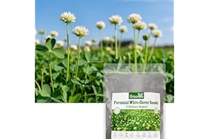 Groundio White Clover Seeds, 5 lbs, Perennial White Dutch Clover Seed for Lawn, Ground Cover, Nitrocoated and Inoculated, Attracts Pollinators
