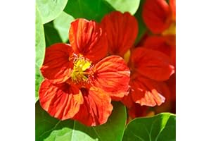 Outsidepride 200 Seeds Annual Nasturtium Mahogany Cimbing Vine Flower Seeds for Planting
