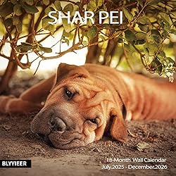 2025-2026 Wall Calendar,Shar Pei Wall