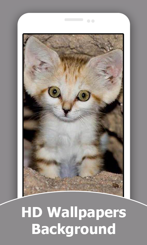 Cute Kitten HD Wallpapers And Background - Thumbnail 3